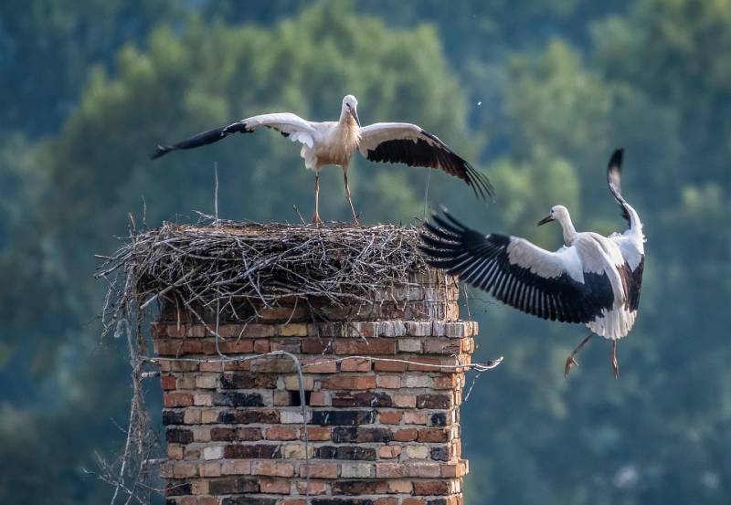 Professional Chimney Animal Removal Services in West Linn, Oregon