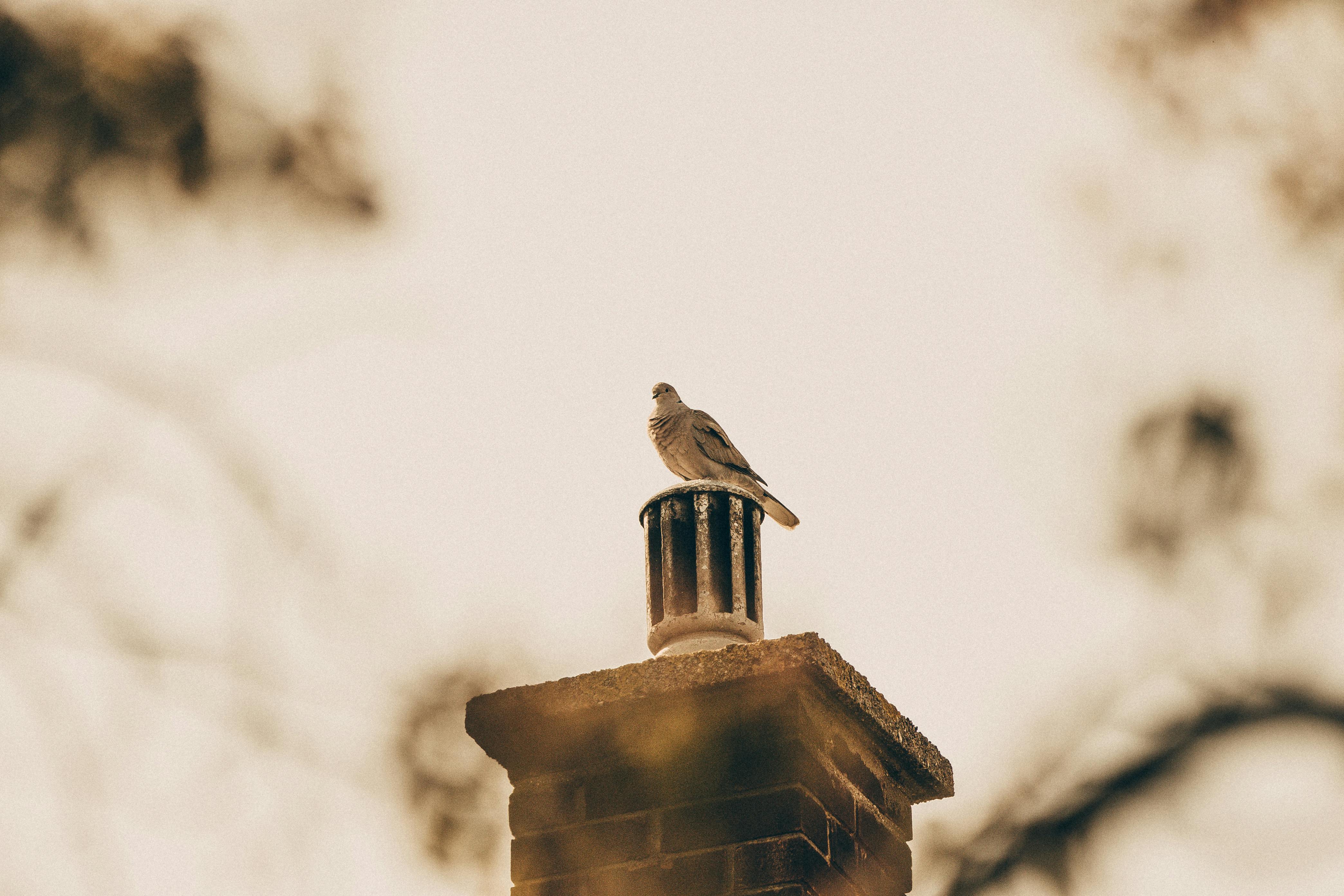 Expert Chimney Cap Installation in West Linn, Oregon